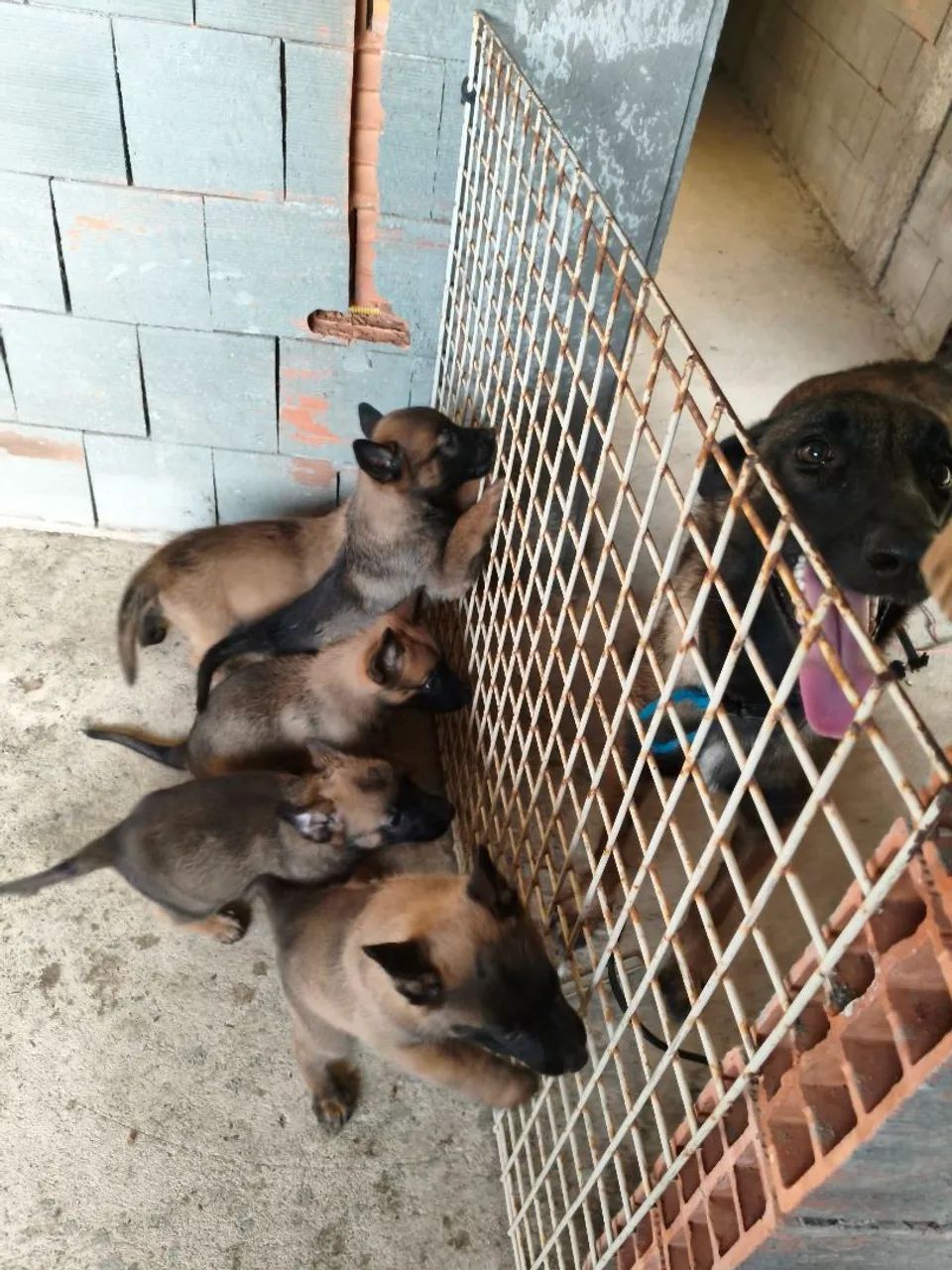 Pastor Belga Malinois puro - Foto 5