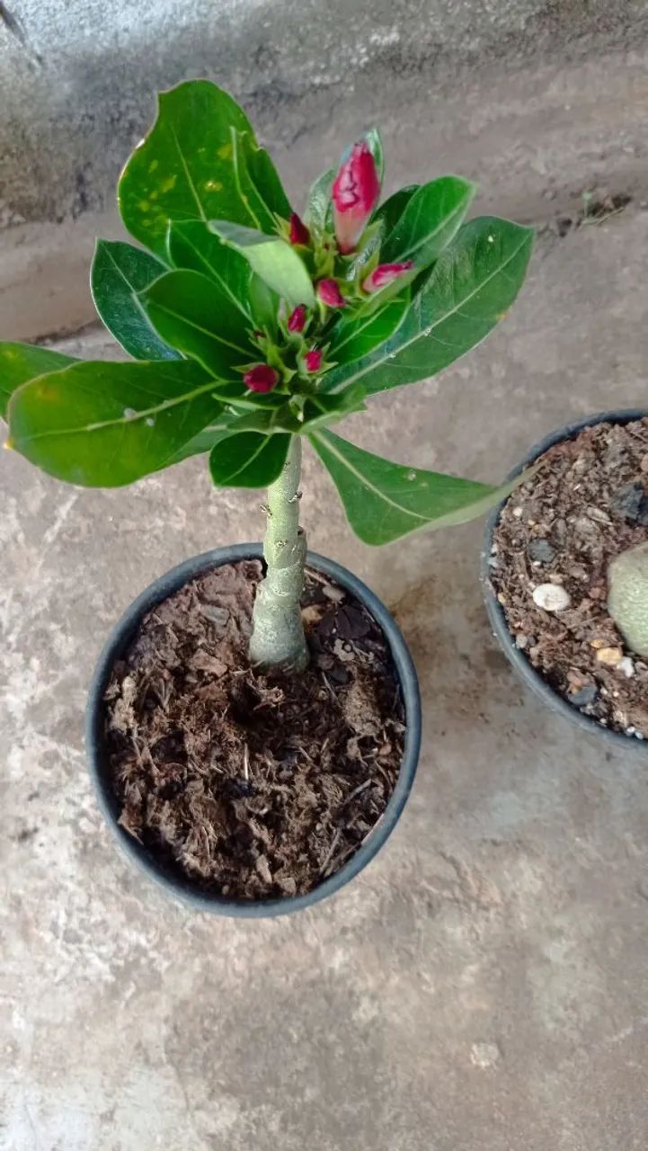 Rosa do Deserto - cor roxa - Foto 4