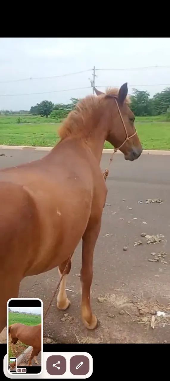 Vende se cavalo manga larga - Foto 4