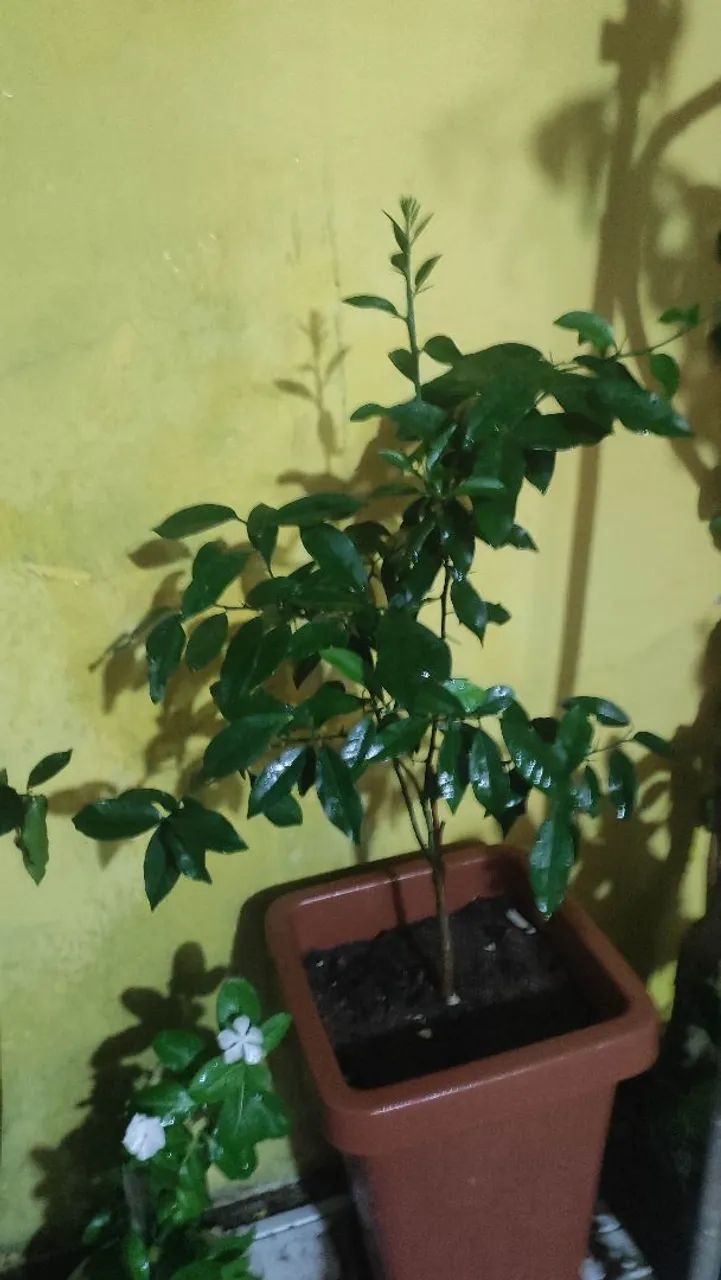 Mudas de Jaboticaba  - Foto 2