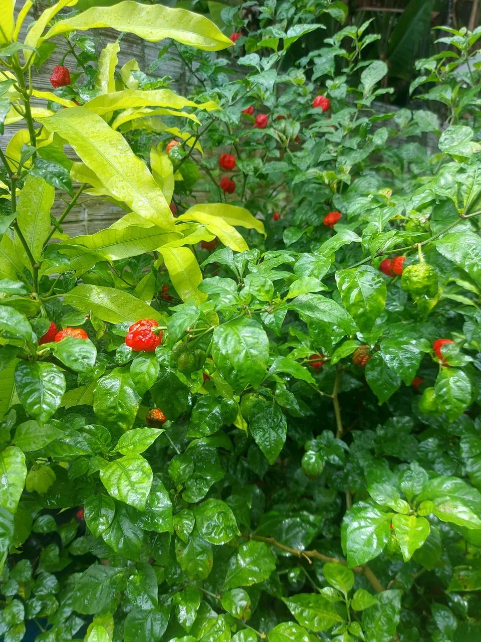 Molhos e Pimentas vulcânicas. Pimentas In natura e desidratadas. - Foto 4