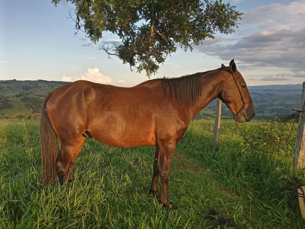 Cavalo Manga larga Marchador, Manso  - Foto 3