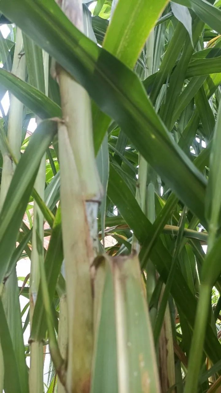 BRS CAPIM AÇU  - Foto 4