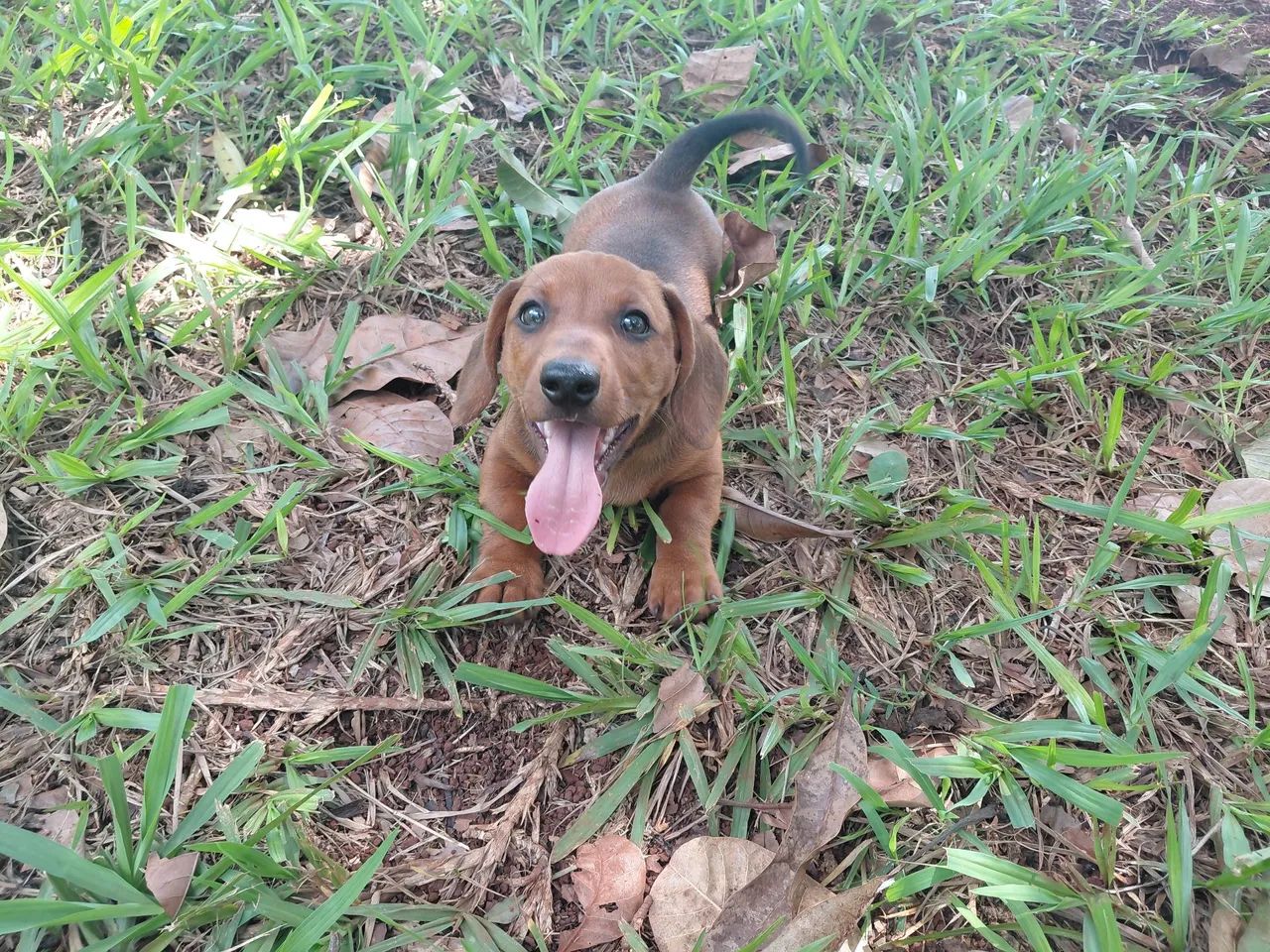 Lindo Filhote Macho de Dachshund(Basset) o Famoso Salsichinha disponível. - Foto 5