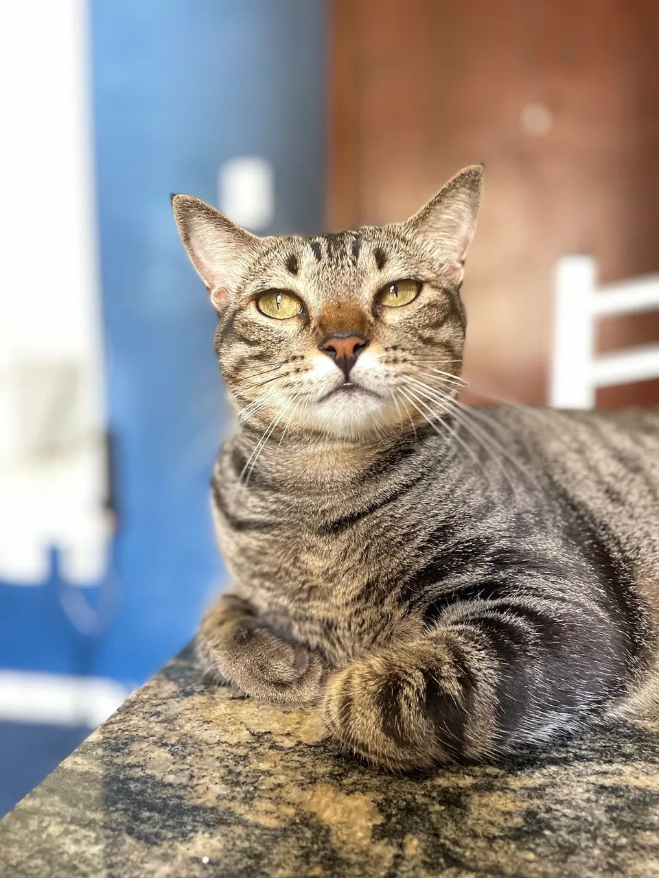 Adoção responsável - Foto 5