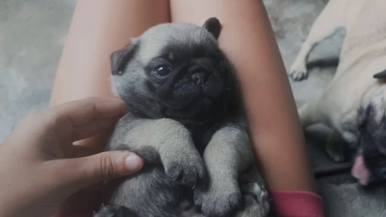 Filhote pug - Foto 2