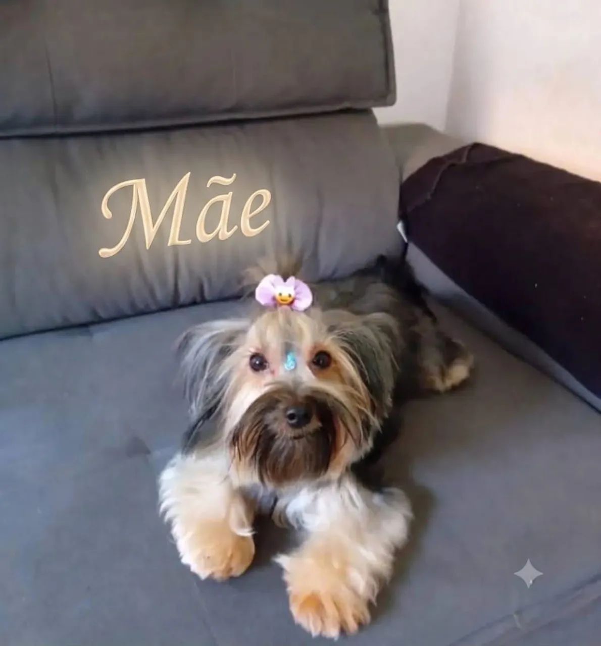 Yorkshire Terrier Puros - Foto 5