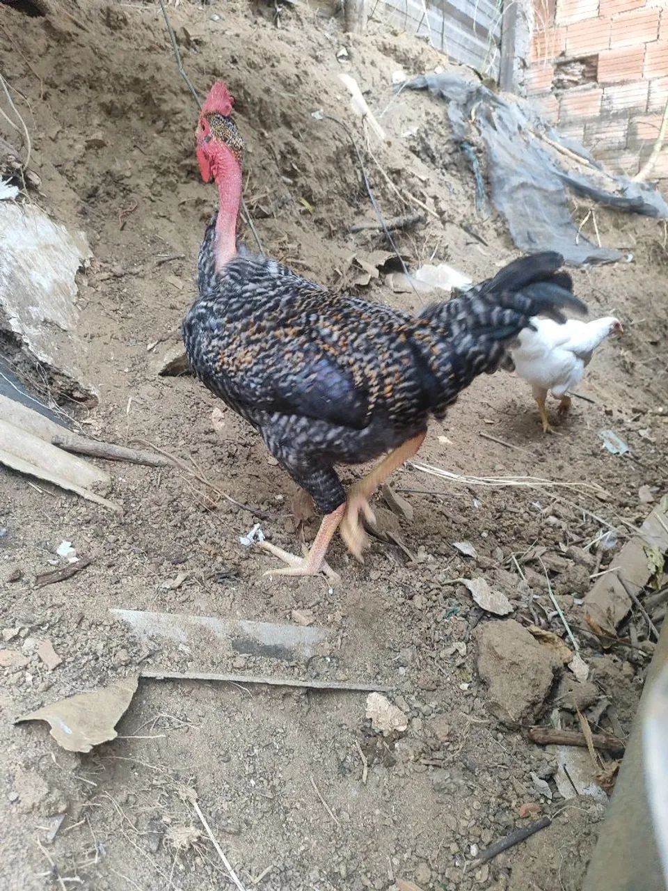 Frango