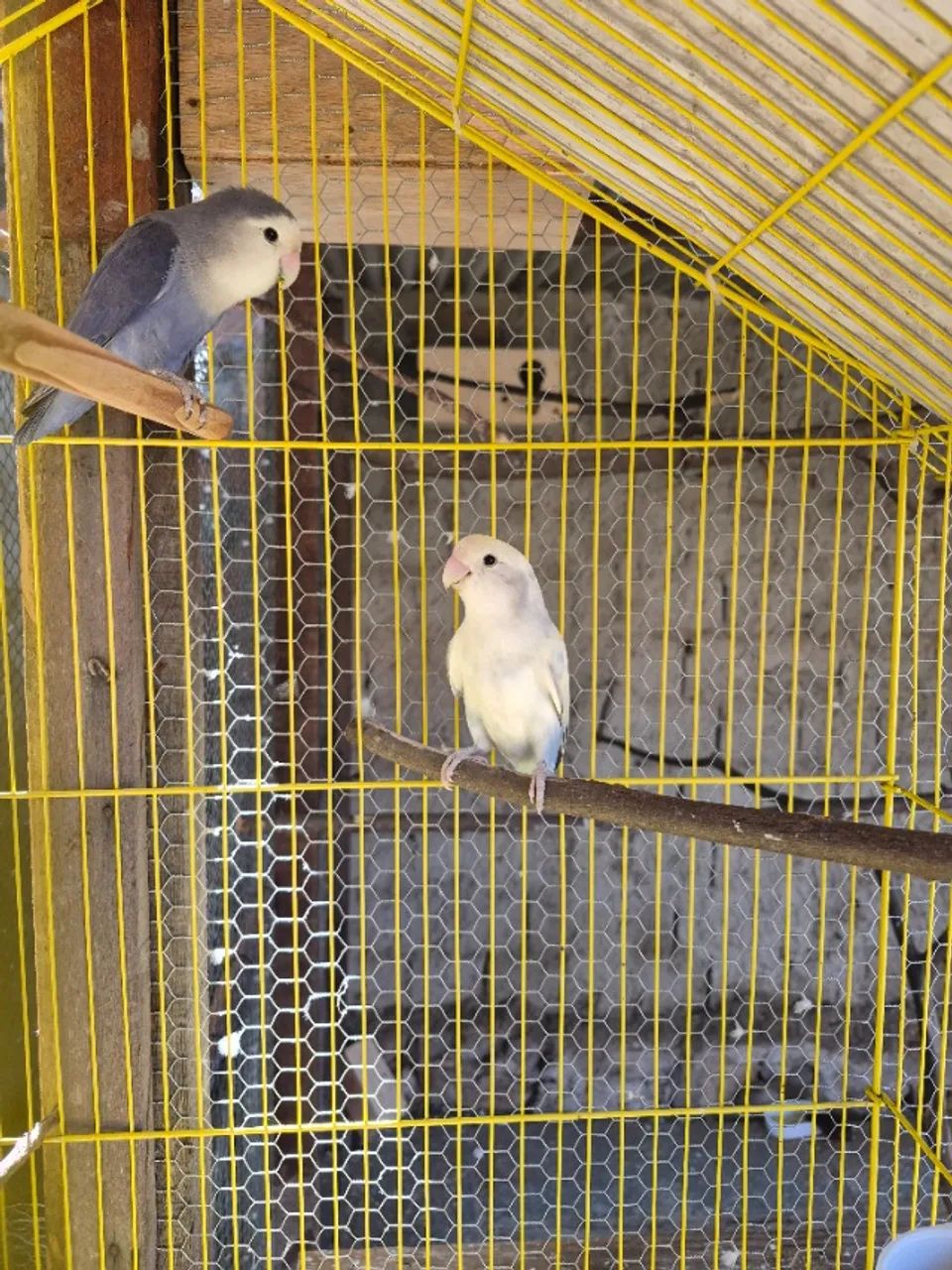 Gaiola - Foto 2