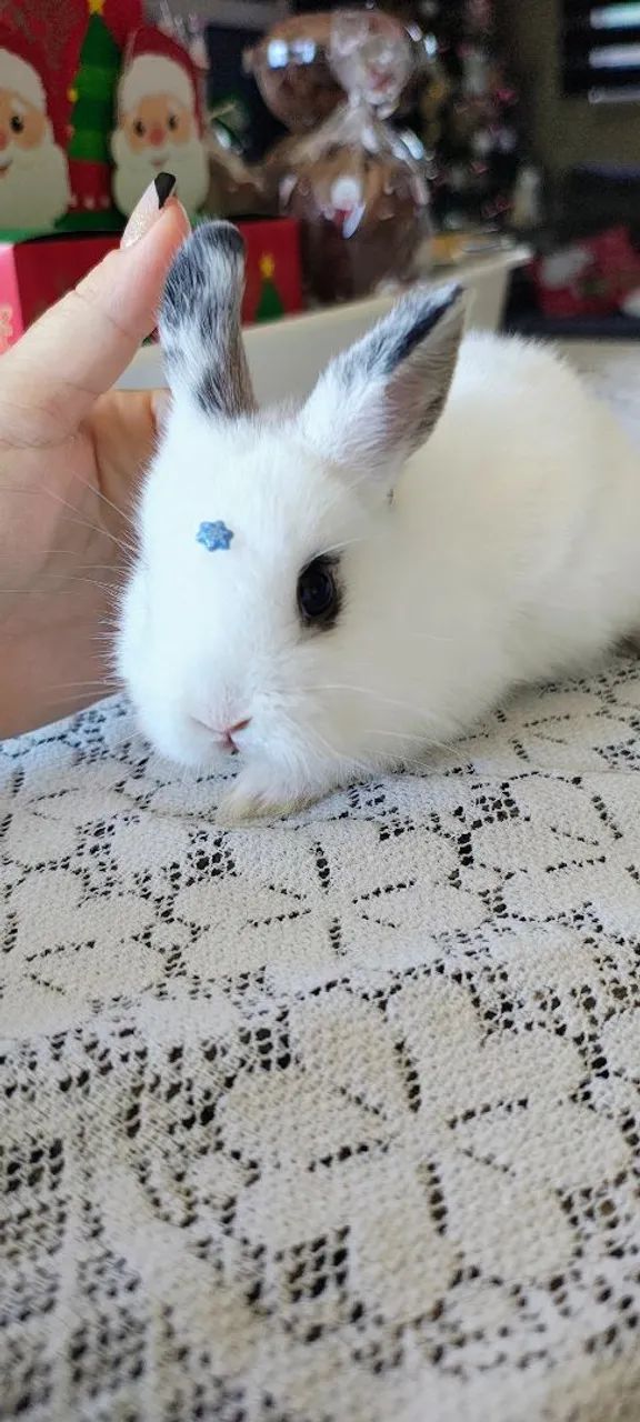 FILHOTES DE NETHERLAND DWARF PUROS - DISPONÍVEIS - Foto 4