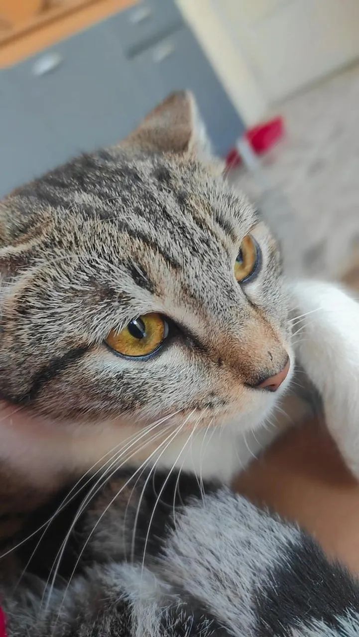 Doação de gato f êmea  - Foto 2