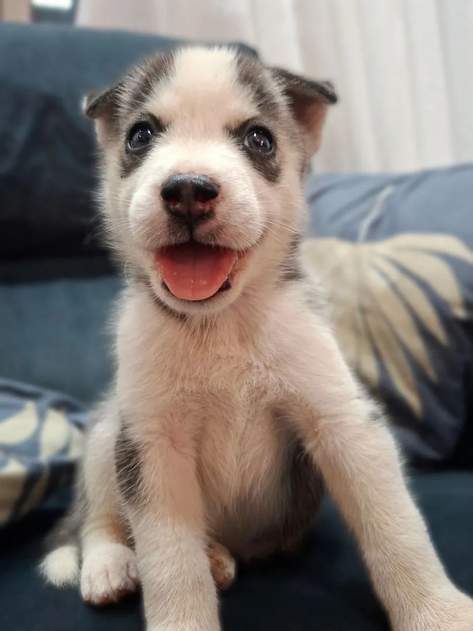 Husky siberiano  - Foto 5