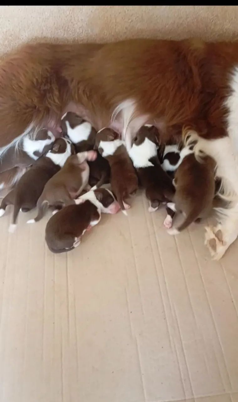Border collie - Foto 2