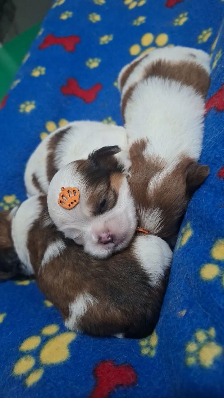 Shihtzu  - Foto 3