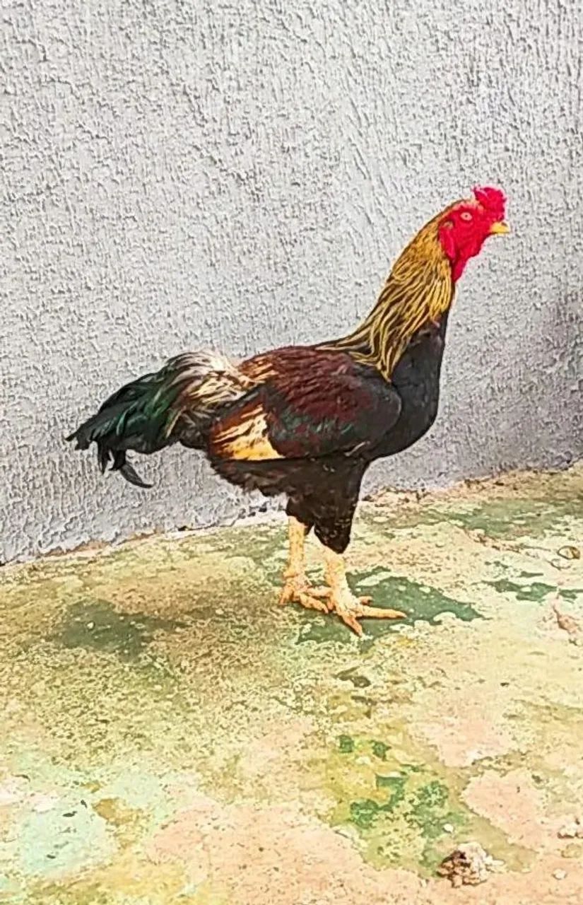Frangos  - Foto 2