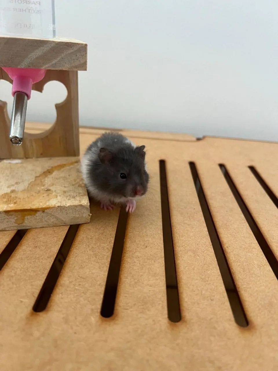 Hamster  - Foto 3