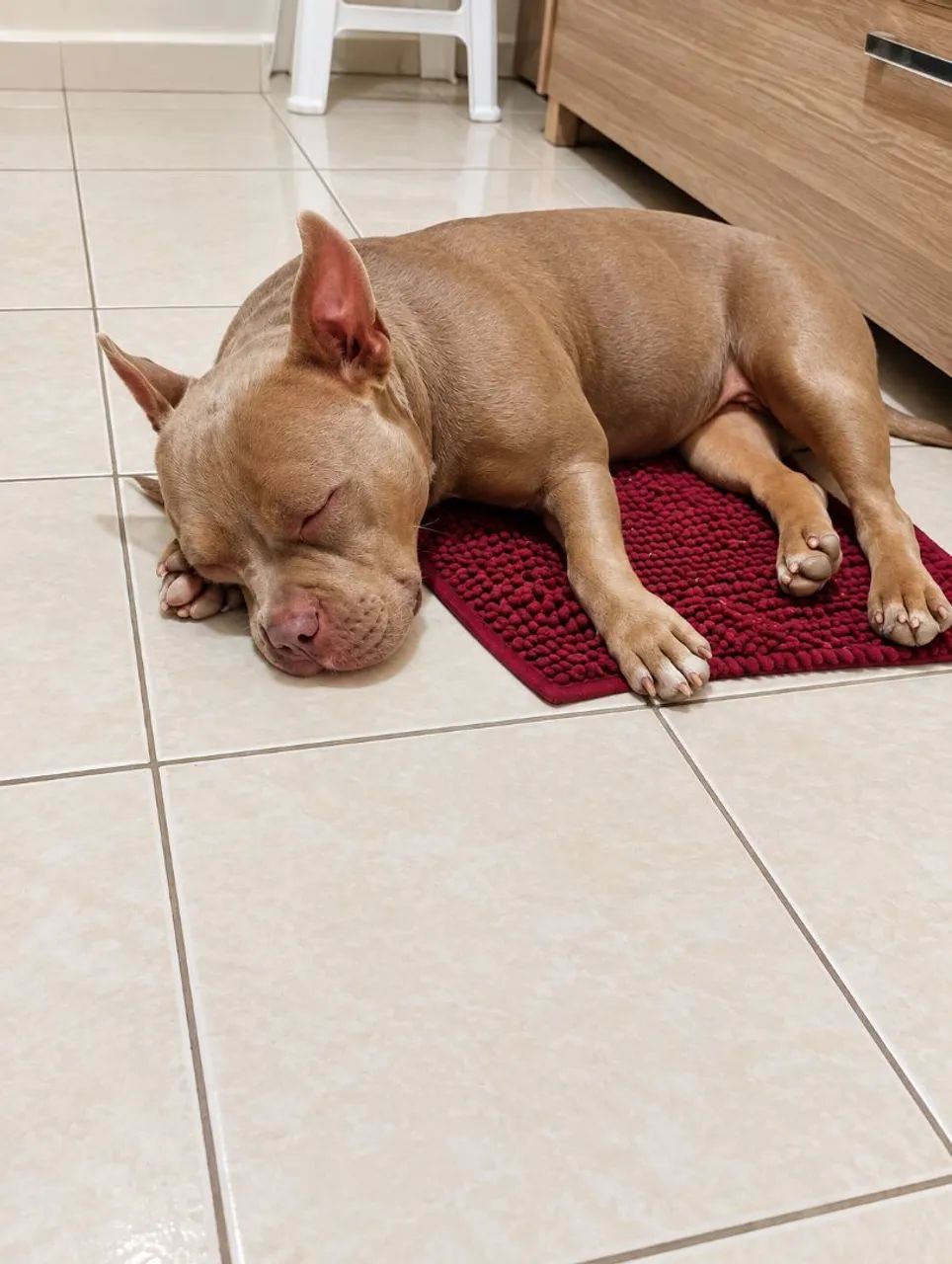 Procuro American Bully macho micro - Foto 2