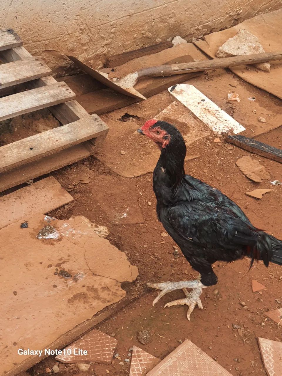 Frango índio  - Foto 6