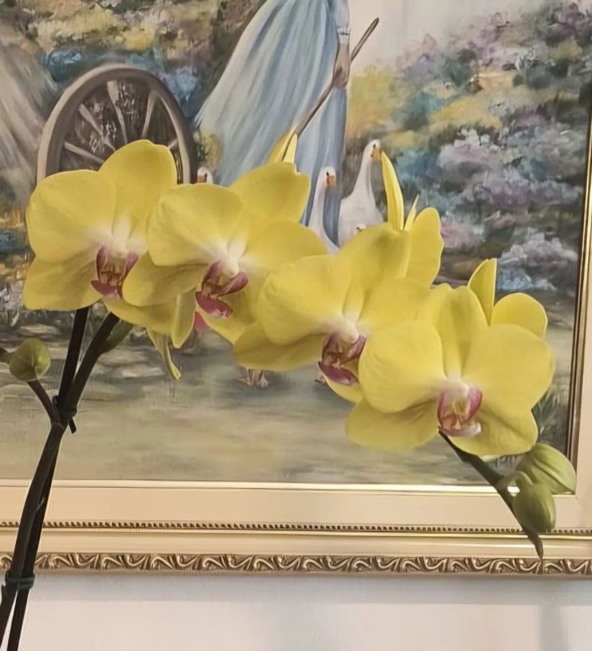 Orquídeas Phalaenopsis - Foto 3