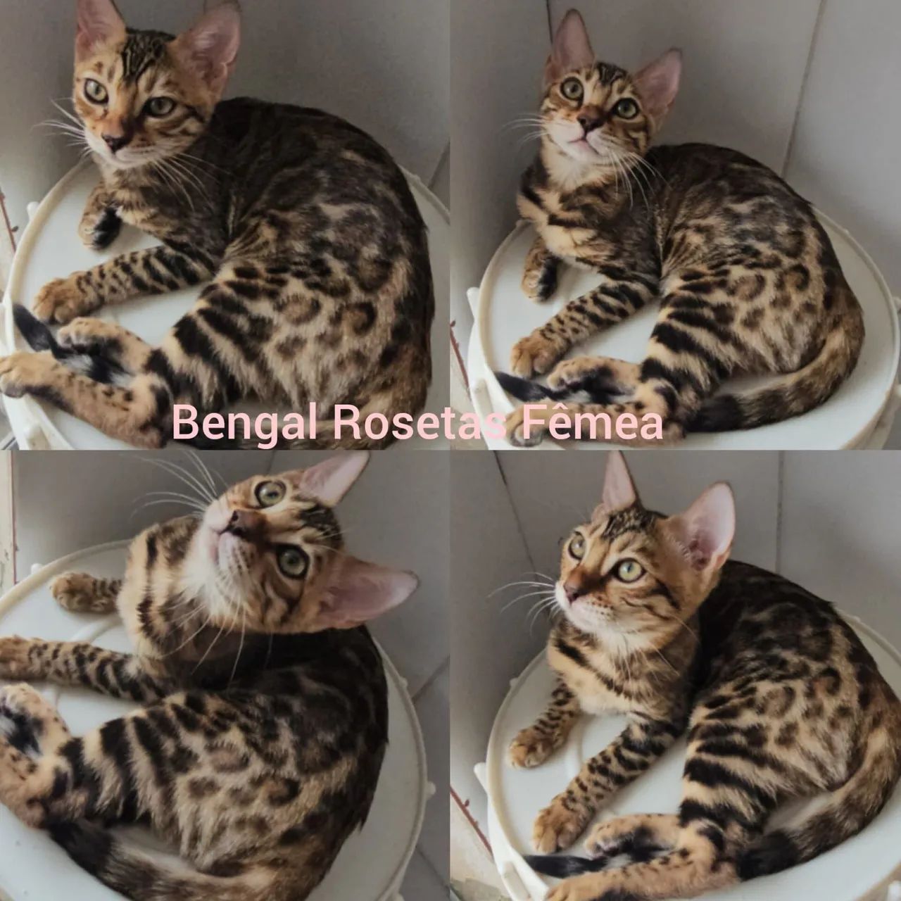 Bengal de Rosetas e Marble Filhotes - Gatil BSB Cat - Foto 2