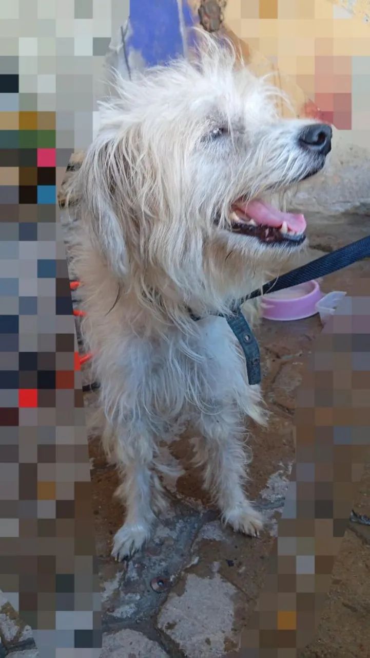 Adoção responsável  - Foto 3