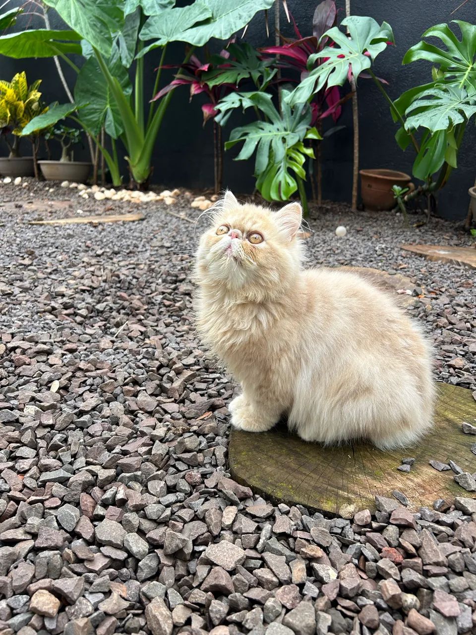 Gato  - Foto 5