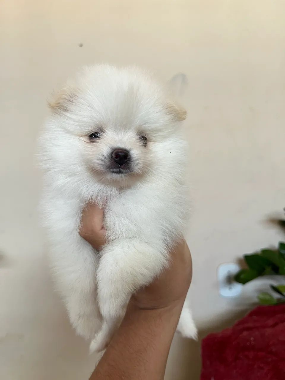 Cachorro - Foto 3