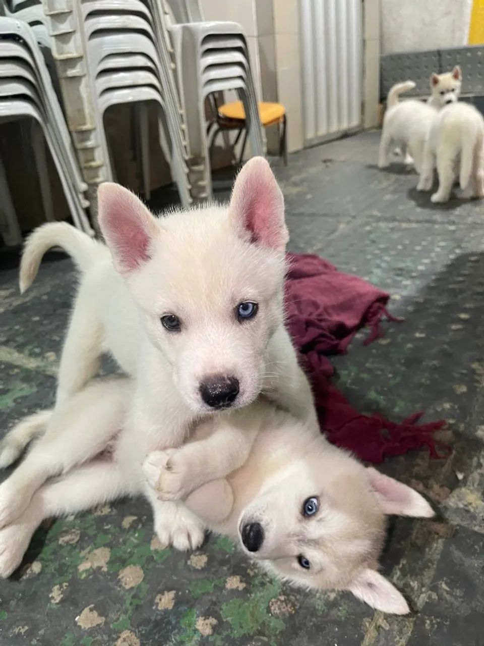 Husky siberiano  - Foto 3