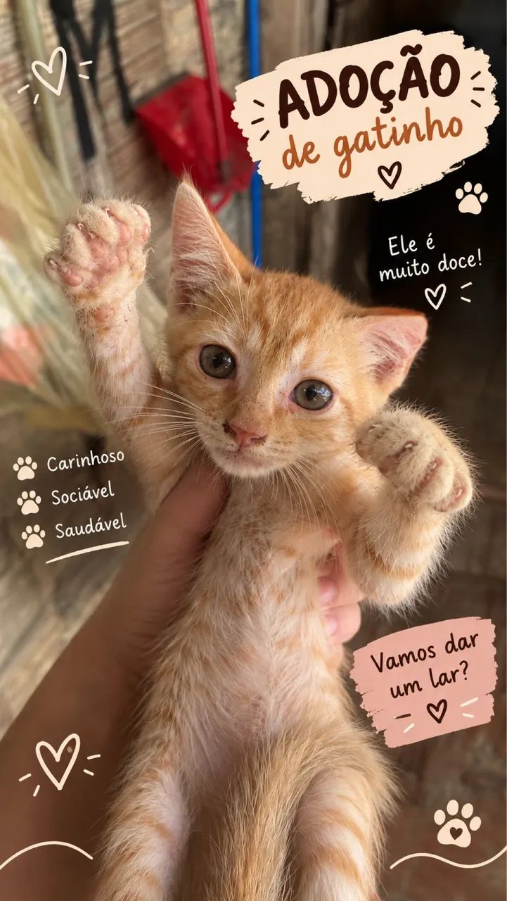 Adoção de gatinhos!! - Foto 2