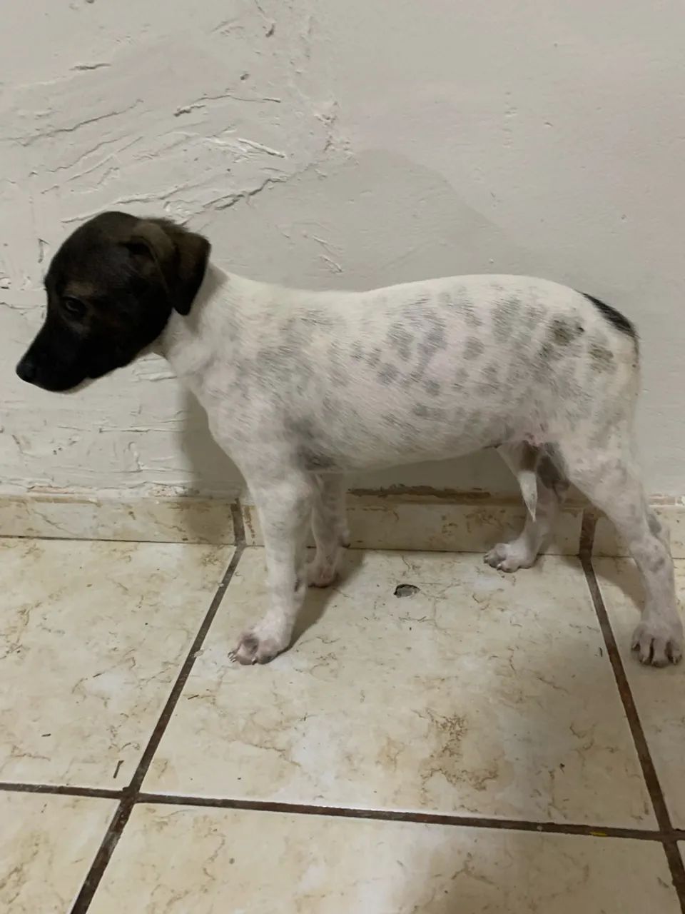 Adoção responsável  - Foto 3