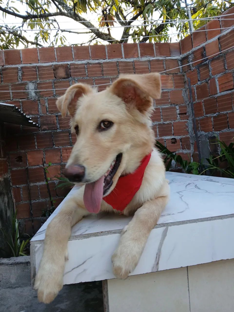 Cachorro para doação pastor alemão misturado com poodale 