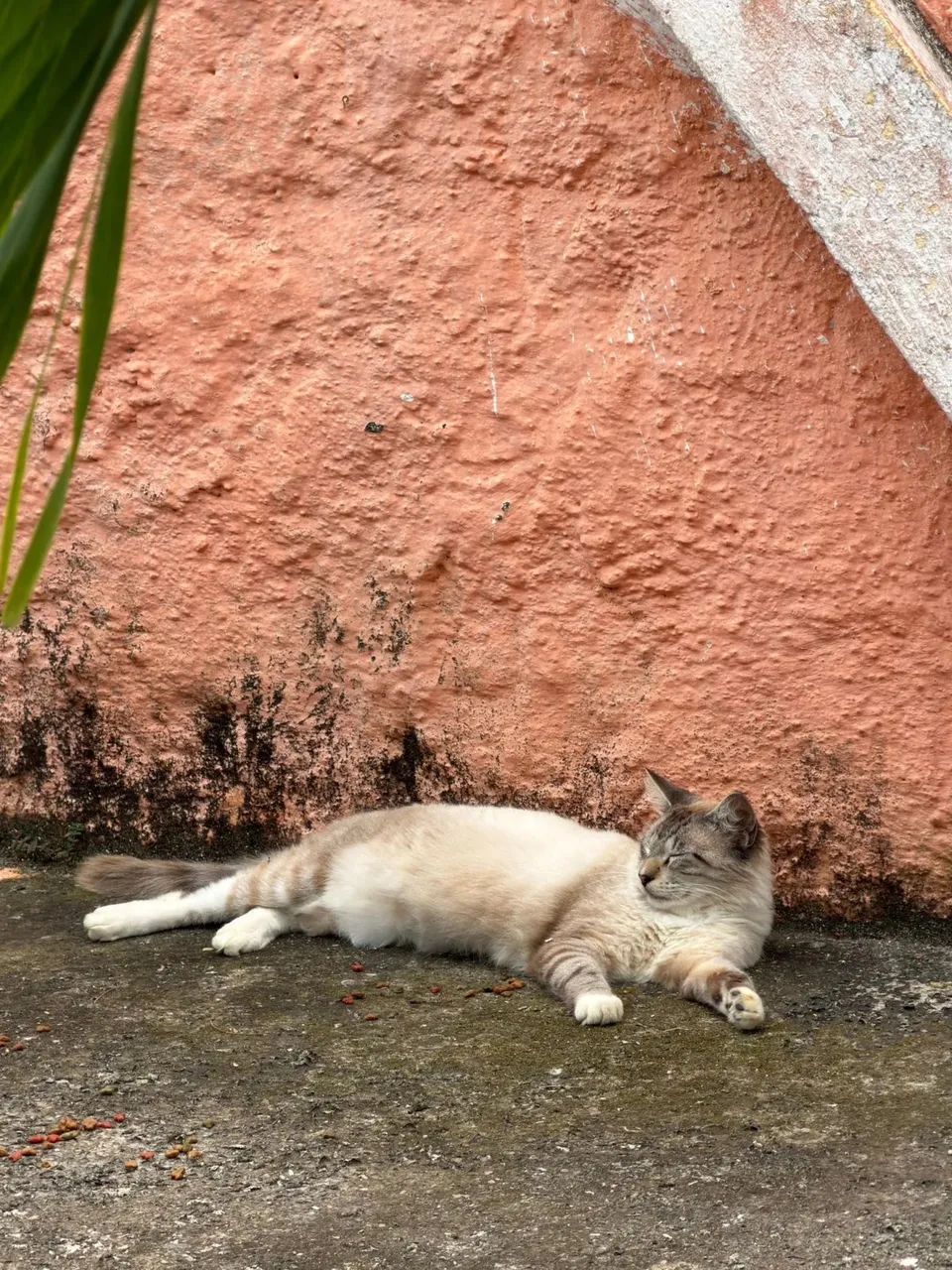 ADOÇÃO RESPONSÁVEL  - Foto 3