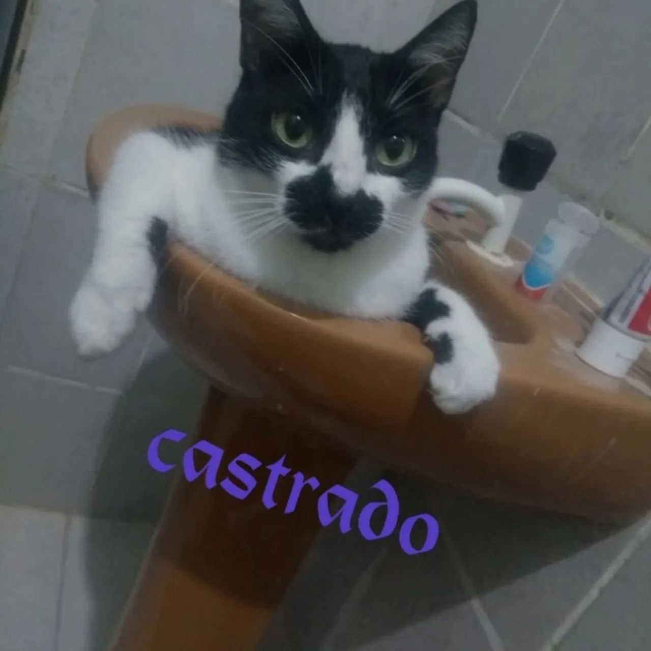Gatos  castrado  - Foto 3