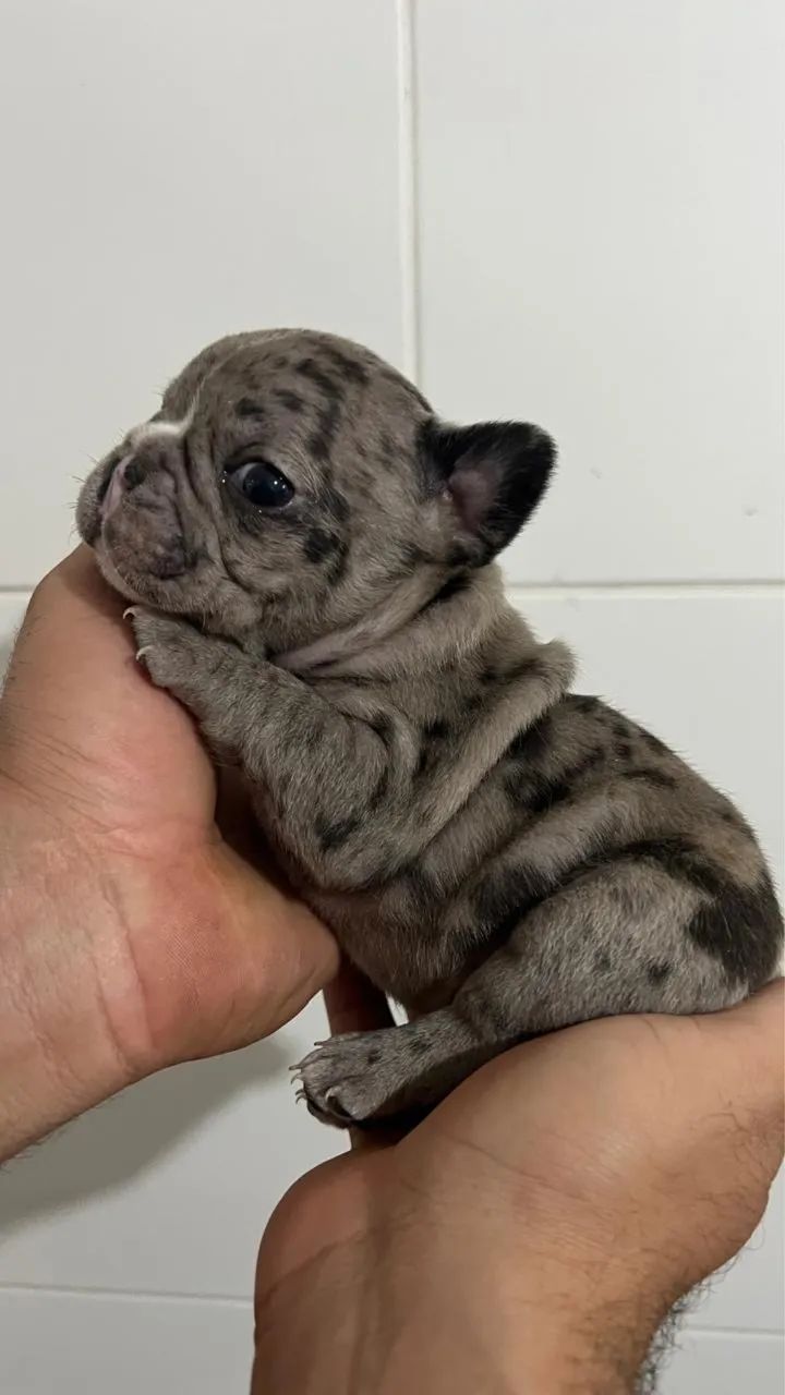 Buldogue francês  - Foto 4