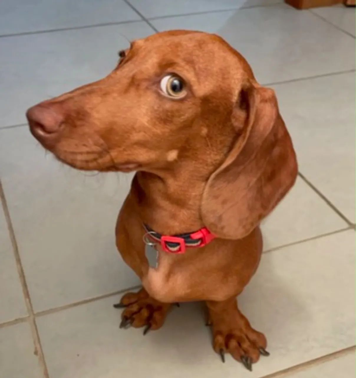 salsicha mofado dachshund - Foto 4