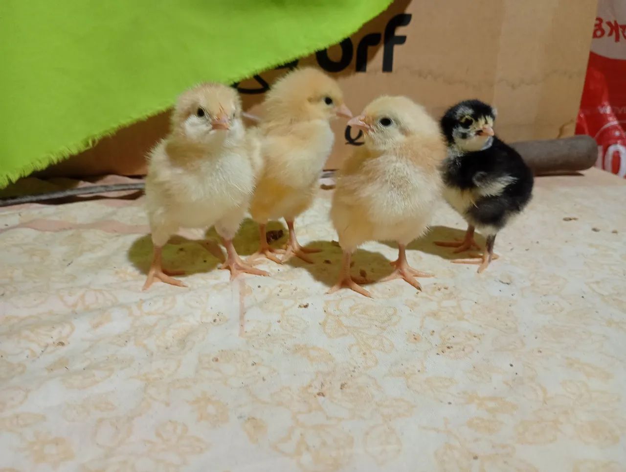 Pintinhos gsb balão disponível  - Foto 2