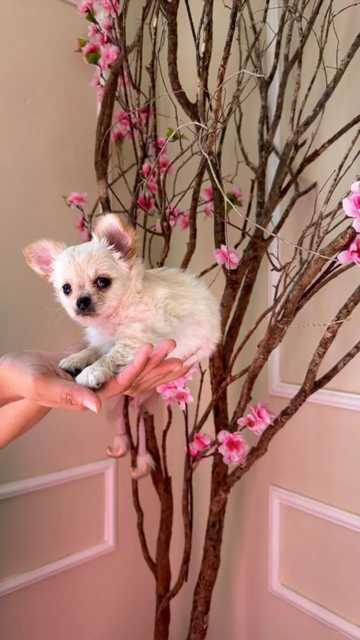 Chihuahua