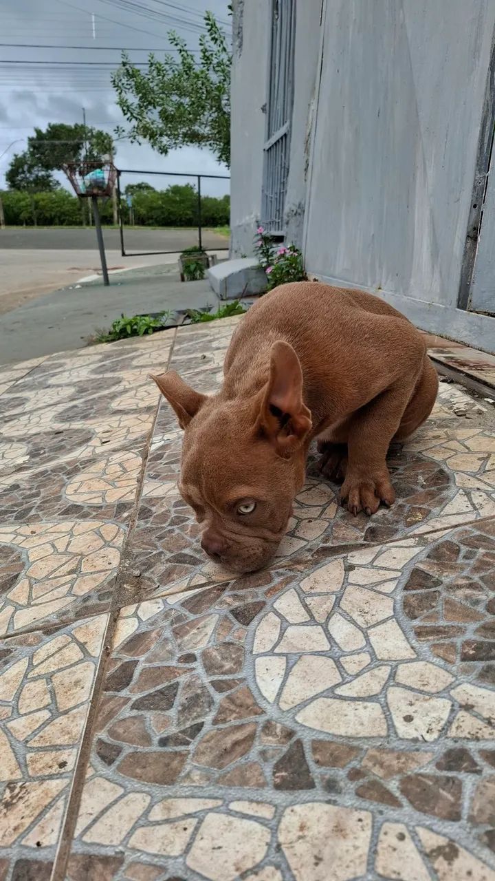 VENDE-SE FILHOTE DA RAÇA  EXOTIC BULLY - Foto 4