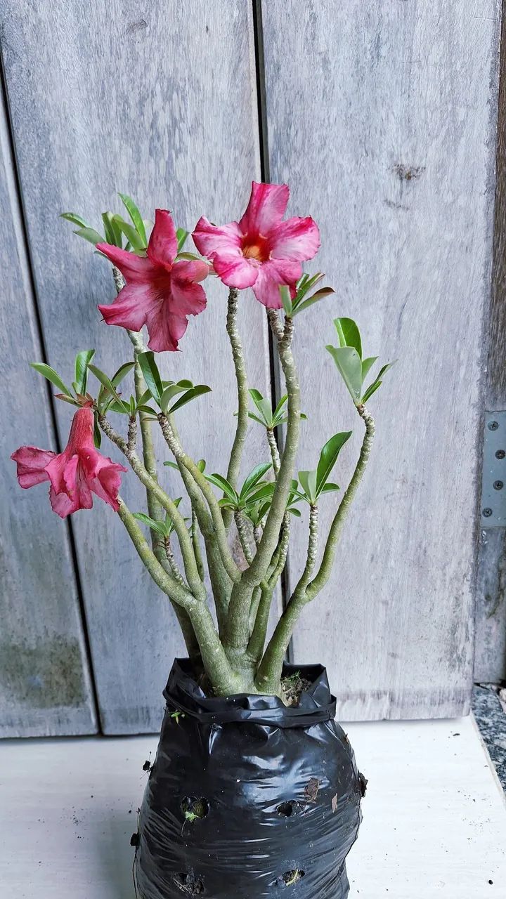 Rosas do deserto variadas - Foto 5