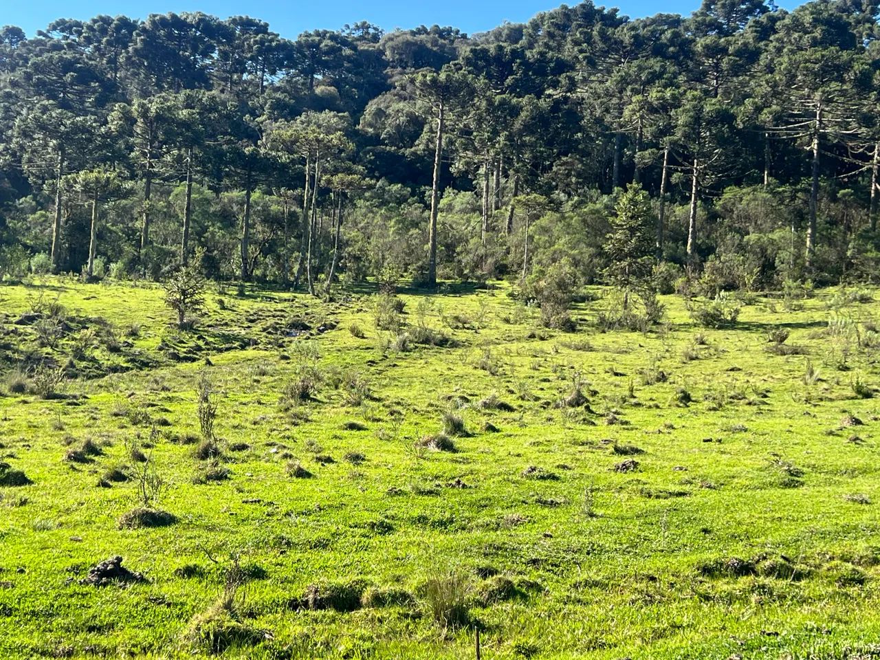 Terreno com 86 hectares em Urubici. - Foto 5