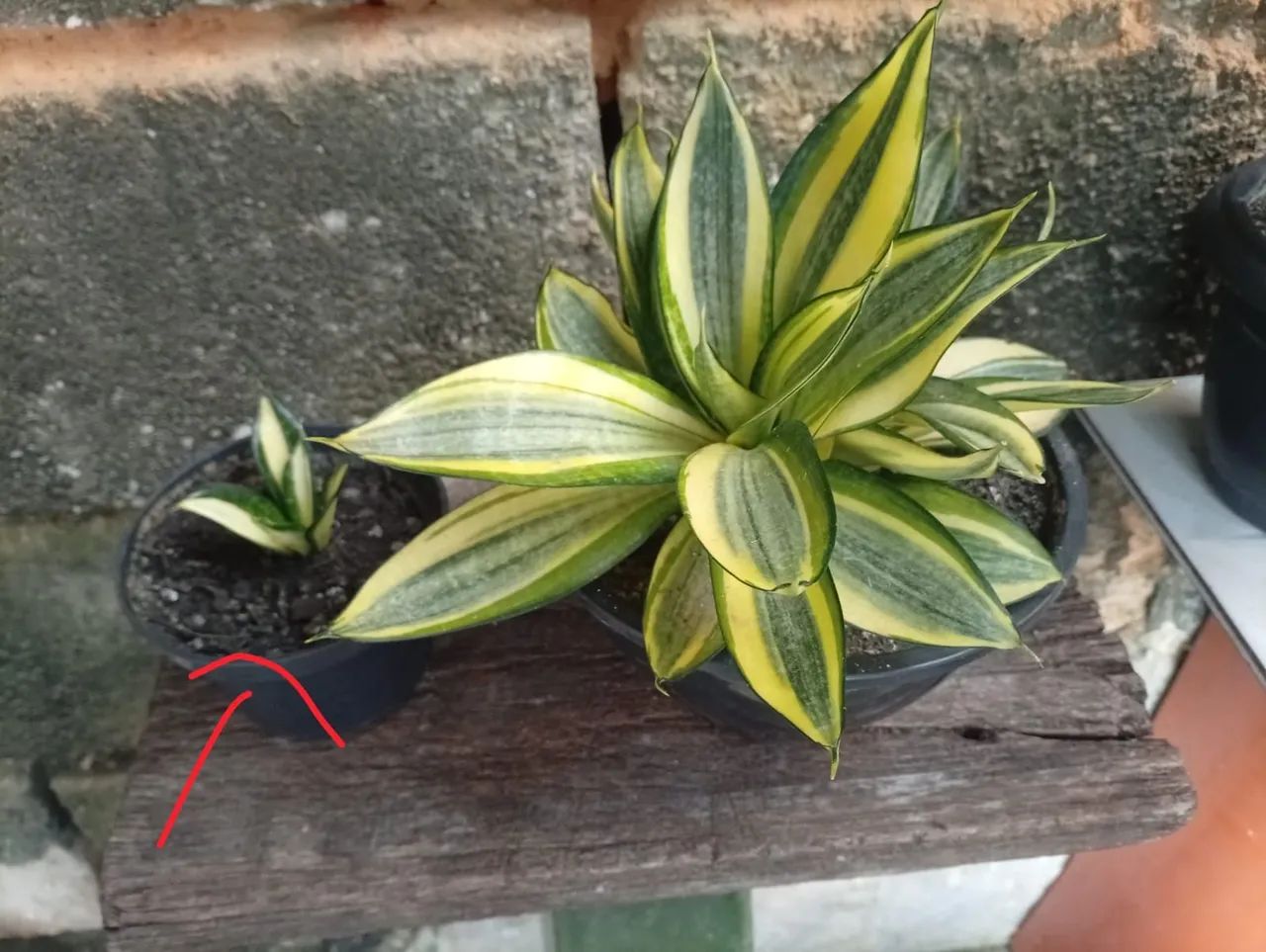 Plantas  - Foto 3