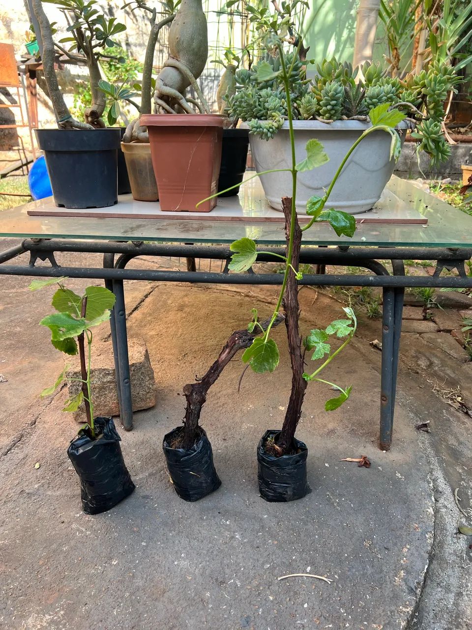 Mudas de uva Niágara roxa doce - Foto 4