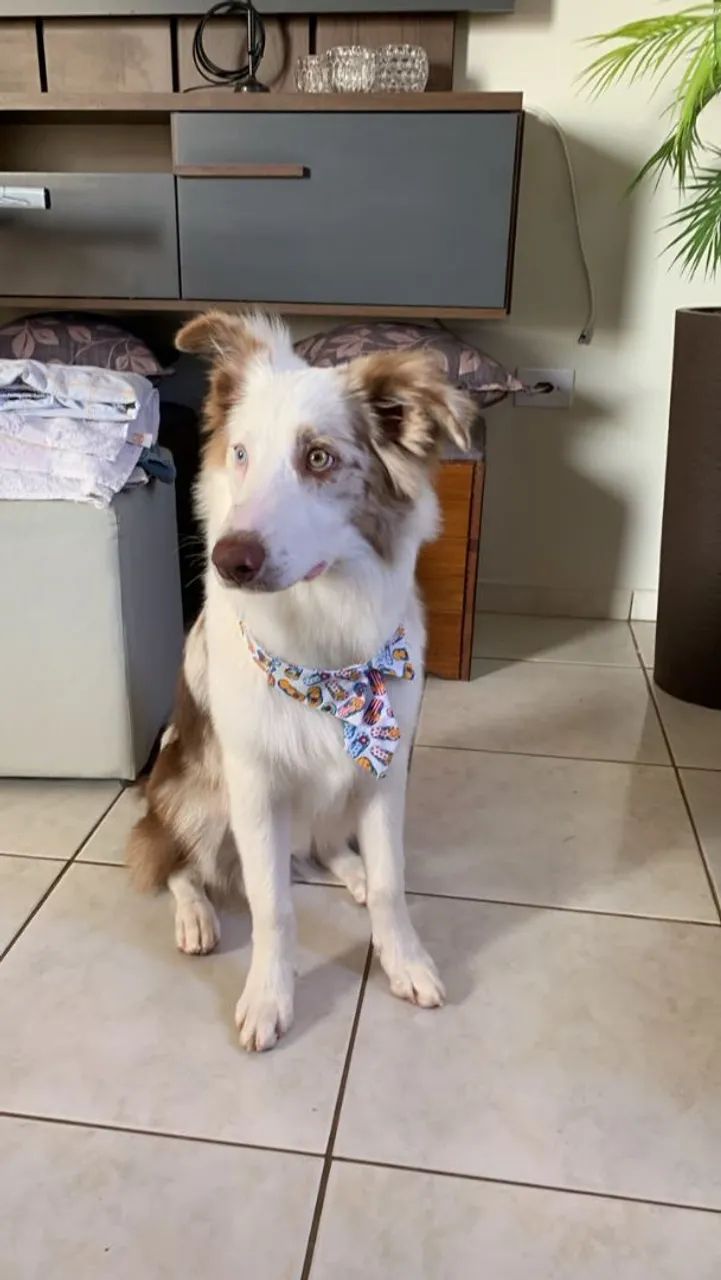 Filhotes de Border collie  - Foto 4