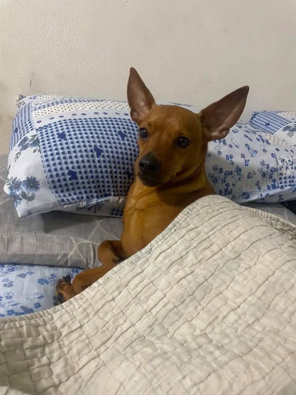 Pinscher n1 