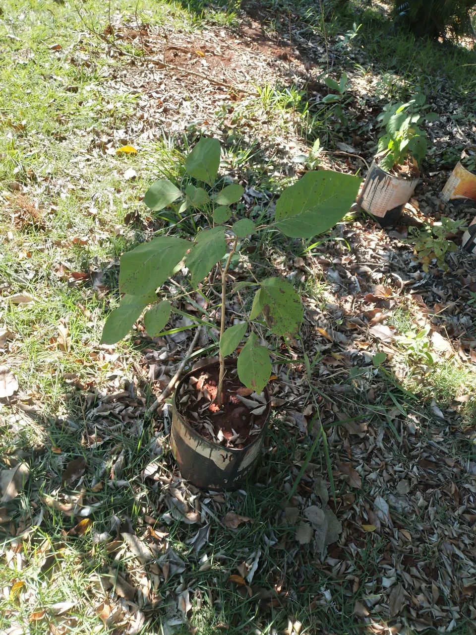 Mudas de plantas - Foto 5