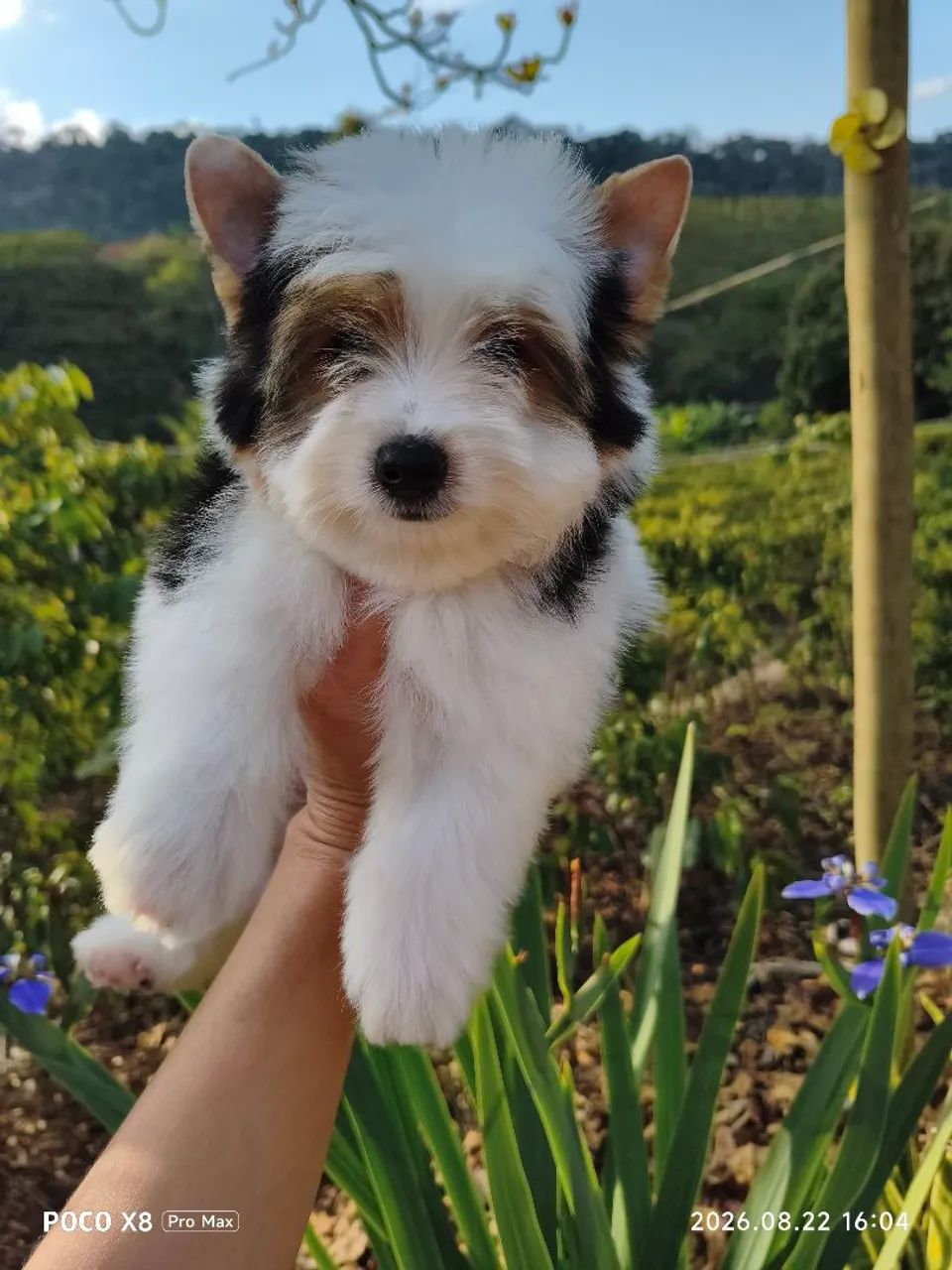Yorkshire Biewer Terrier Machinho - Foto 5