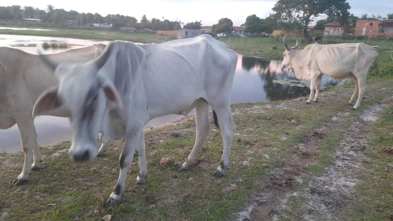 VENDO VACA NELORE PRIMEIRA CRIA - Foto 3