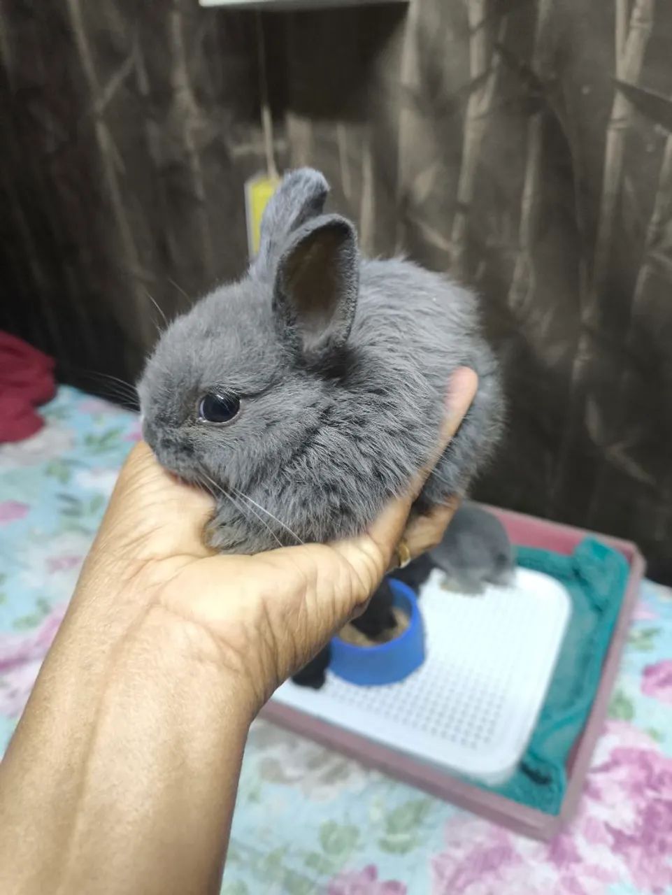Meu pet Mini  - Foto 2