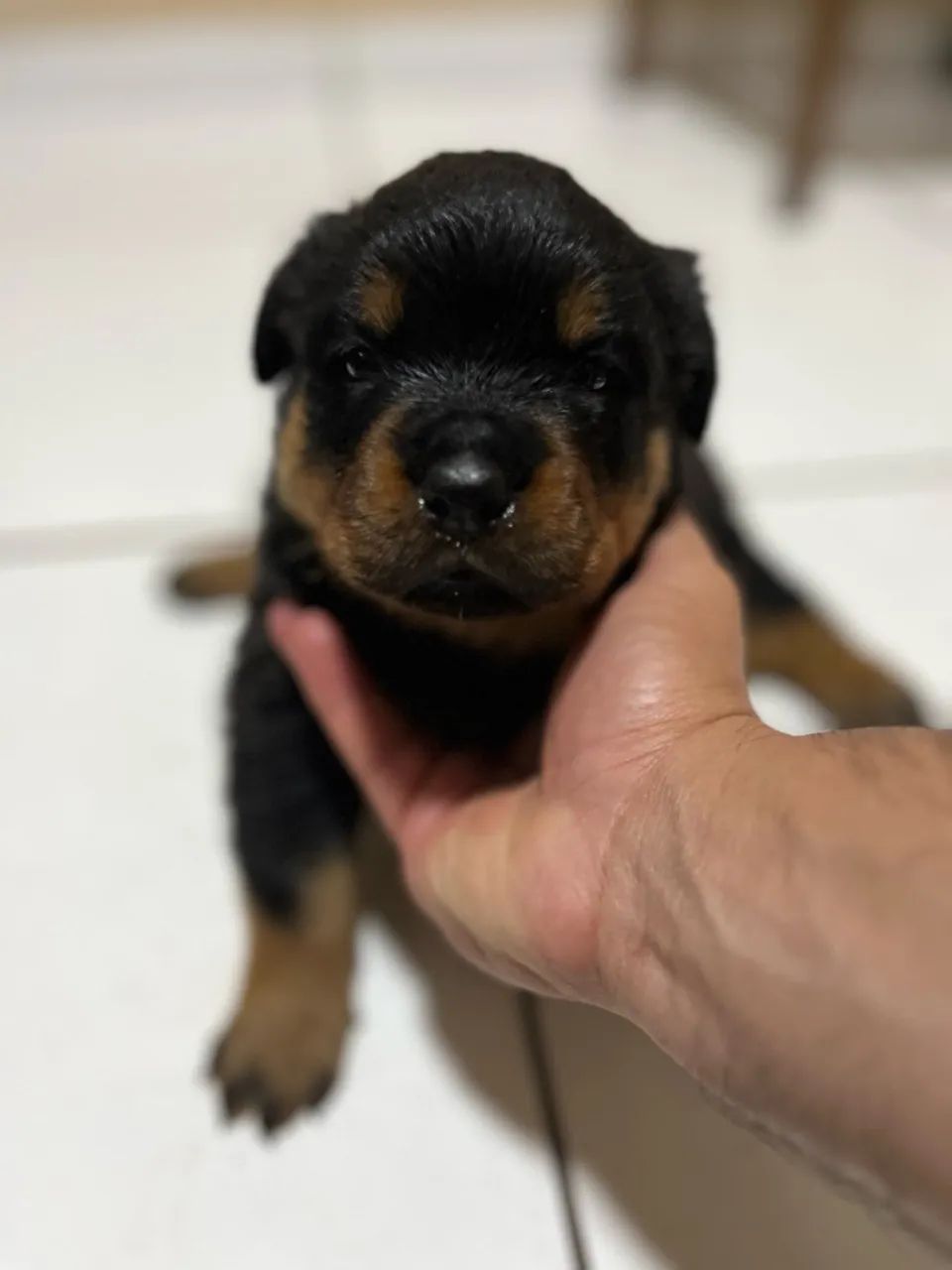 Rottweiler  - Foto 3