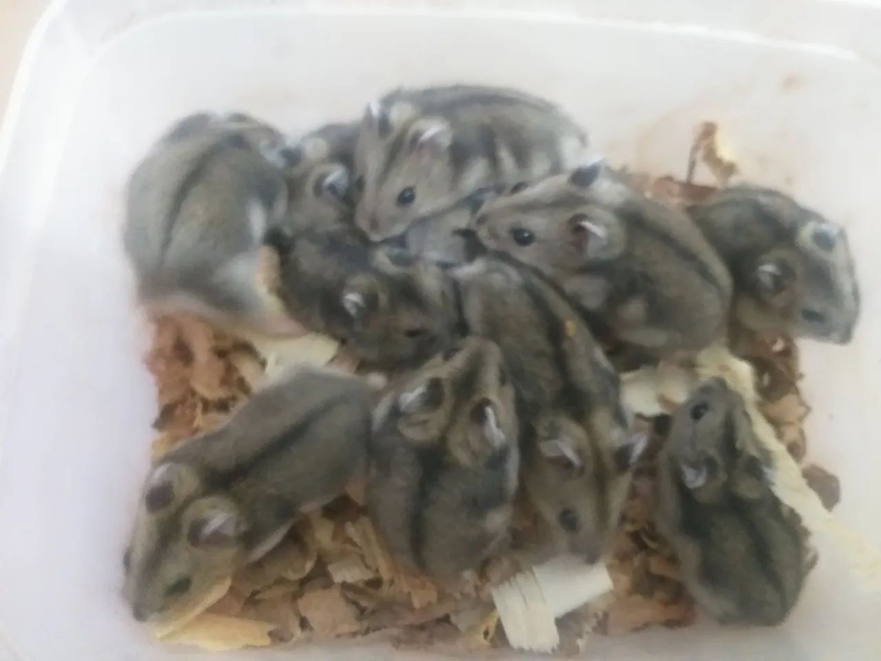 Hamster anão russo 